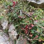 Cotoneaster horizontalis Habitat