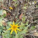 Wyethia angustifolia Flower