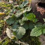 Geum sylvaticum Blatt