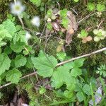 Mitella diphylla Hábitos