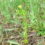 Ranunculus arvensis Kwiat