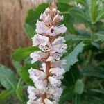 Orobanche crenata Flower