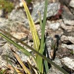 Carex parviflora Leaf