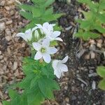 Campanula lactiflora फूल