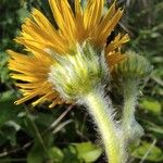 Pentanema oculus-christi Flower