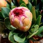 Protea grandiceps 花