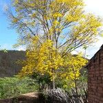 Handroanthus serratifolius عادت داشتن