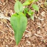 Commelina communis Liść