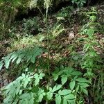 Angelica razulii Leaf