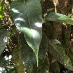 Hancea integrifolia Delienn