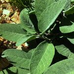 Salvia officinalis Leaf