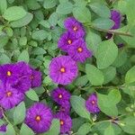 Solanum laciniatumFlower