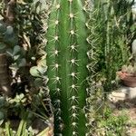 Pachycereus pecten-aboriginum Hoja