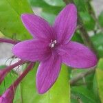 Barleria cristata Kvet