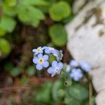 Myosotis latifolia Flor