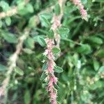 Amaranthus albus 花