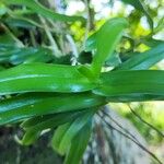 Oeoniella polystachys Yaprak
