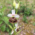 Ophrys fuciflora പുഷ്പം