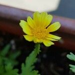 Senecio leucanthemifoliusFlower