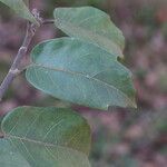 Ficus sur Hoja