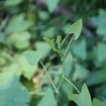 Persicaria perfoliata पत्ता