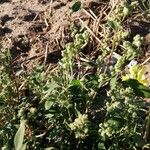 Chenopodium berlandieri Yaprak