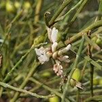 Retama monosperma Flower