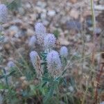 Trifolium arvenseFlower