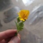 Calendula arvensisFlower