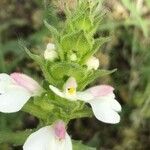 Bartsia trixago Flower