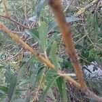 Salix fragilis പുറംതൊലി