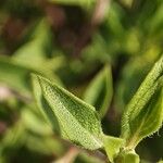 Ziziphora clinopodioides Leaf