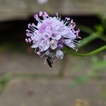 Succisella inflexa 花