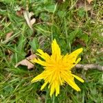 Taraxacum cucullatiforme Fula