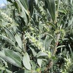 Salix glauca Fruit