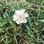 Scabiosa ochroleuca Fiore