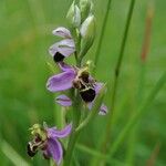 Ophrys x minuticauda その他の提案