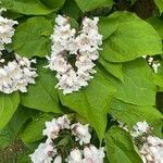 Catalpa bignonioides 葉