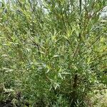 Salix purpurea 葉