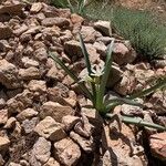 Pancratium illyricum Hoja