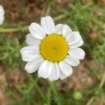 Tripleurospermum maritimum Blomma