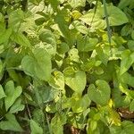 Dioscorea polystachya Hoja