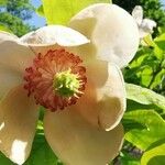 Magnolia sieboldii Цветок