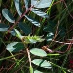 Indigofera hendecaphylla Leaf