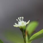 Erythroxylum novocaledonicum Flower