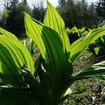 Veratrum lobelianum पत्ता