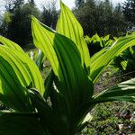 Veratrum lobelianum Leaf