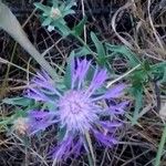 Centaurea jacea Květ