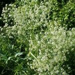 Crambe tataria Costuma