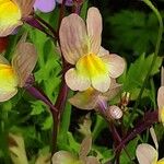 Linaria maroccana Цветок